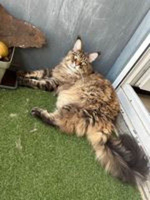   Donne maine coon 