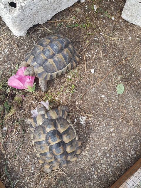 Male Herman 100 45120 Châlette-sur-loing