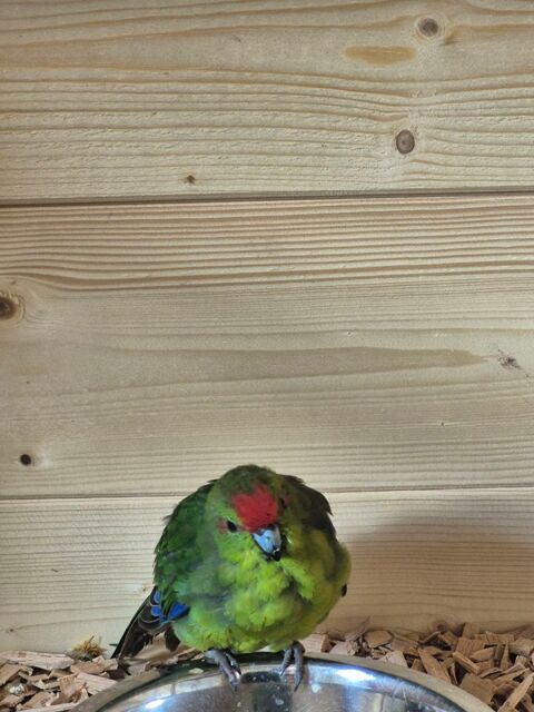 Kakariki femelle type sauvage 
40 22800 Quintin