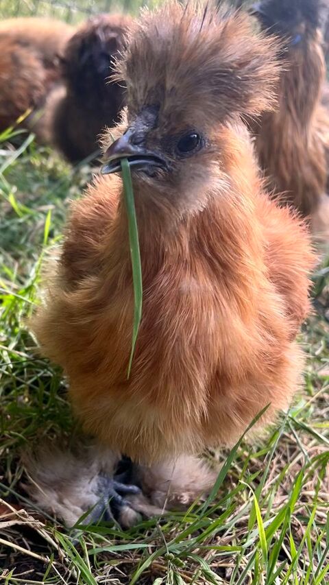 Poules soie Silkies 25 40310 Gabarret