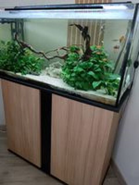   aquarium 220L complet
06 41 90 46 05  