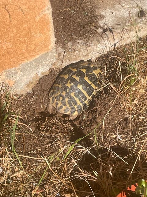 Tortue de terre 400 13730 Saint-victoret