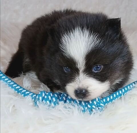 Chiots pomsky F5 toy petit gabarit 0 75001 Paris