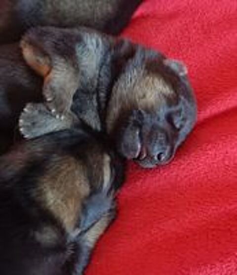   Superbe chiot berger allemand LOF 