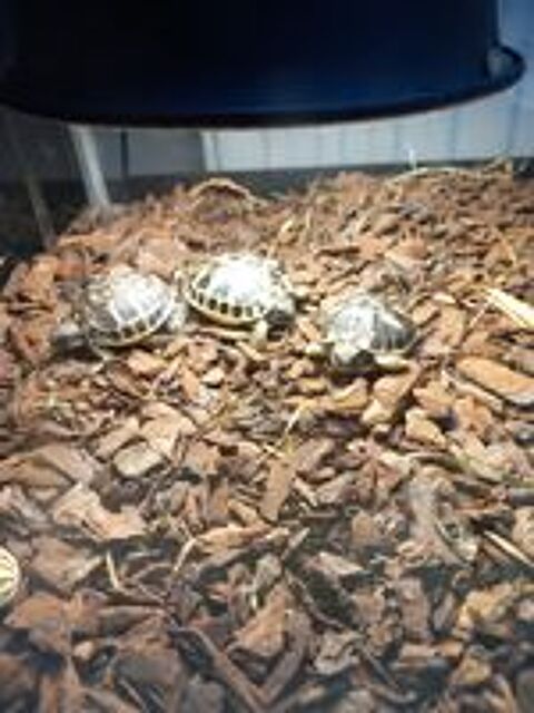   tortues ? 