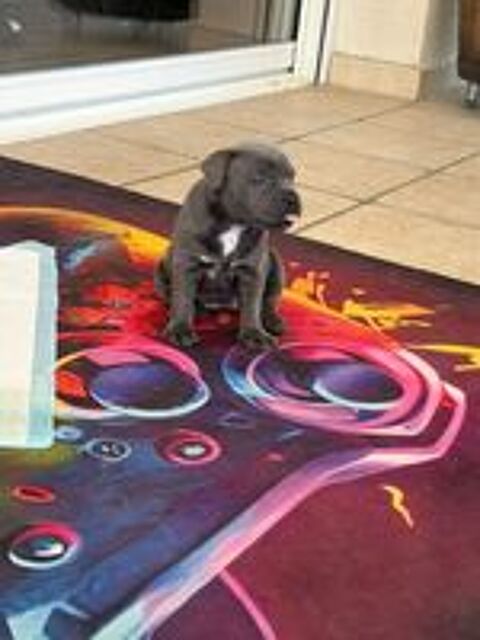   Staffordshire bull terrier bleu 