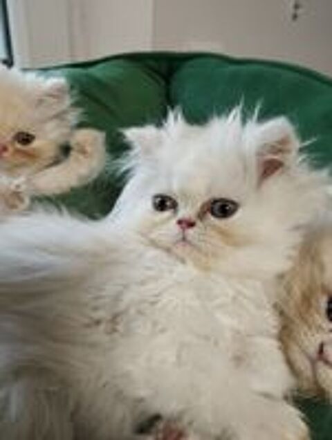   Magnifique Chaton Mâle - PERSAN - Pure Race LOOF 