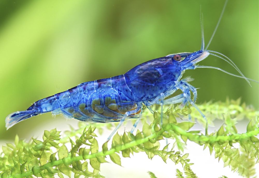   Crevettes bleues  