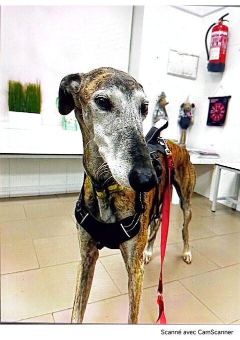 MAGICO&#128153; 7 ans et toujours un vrai enchantement ! 315 24140 Douville