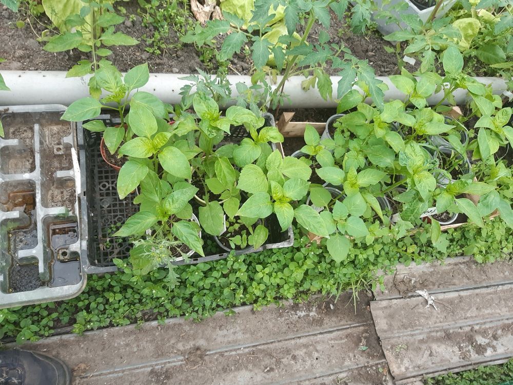 plants de l&eacute;gumes Jardin