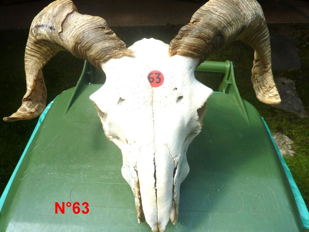 TETES Animal Naturalis&eacute;es Décoration