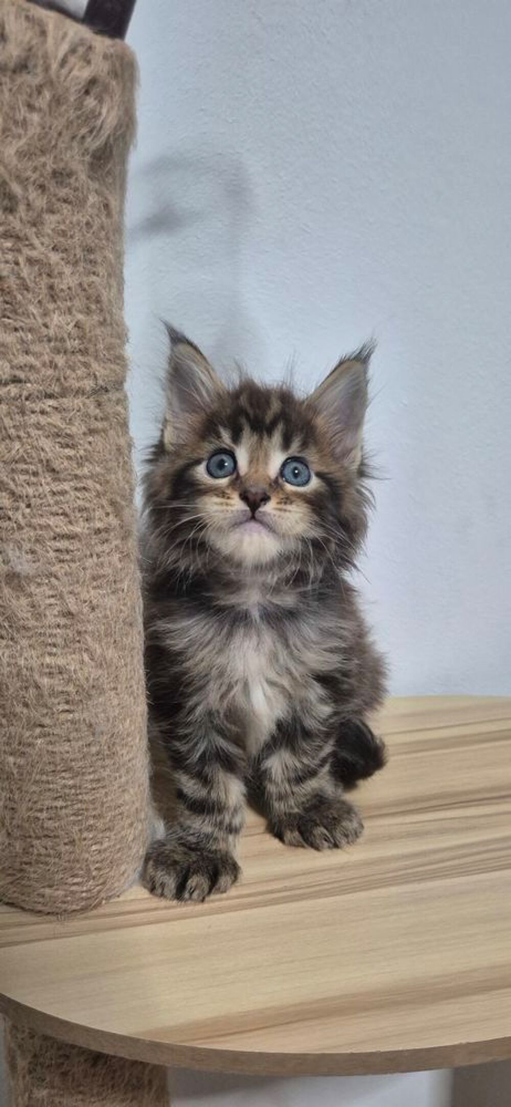   2 mâles et 1 femelle maine coon disponible  