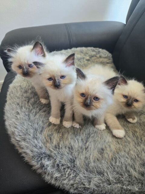 Chaton sacré de Birmanie 650 93000 Bobigny