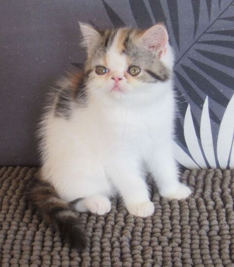 MAGNIFIQUE FEMELLE EXOTIC SHORTHAIR LOOF 800 43100 Javaugues