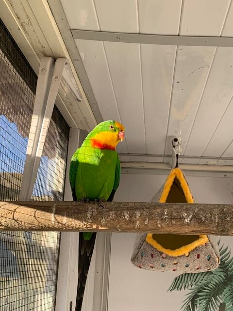 Couple de perruches Barraband 100 79350 Amailloux