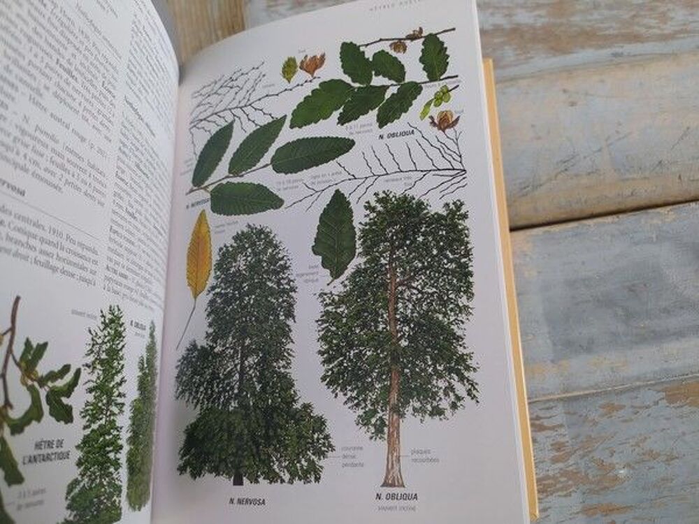 Livre Delachaux et Niestl&eacute; Guide des Arbres d'Europe Livres et BD