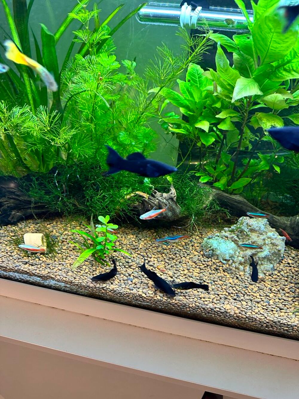 poisson, black Molly Jardin