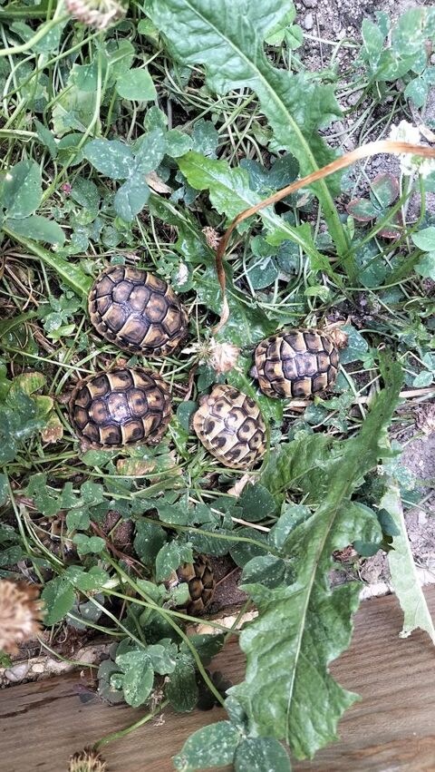 Tortues de terre 60 07430 Davézieux