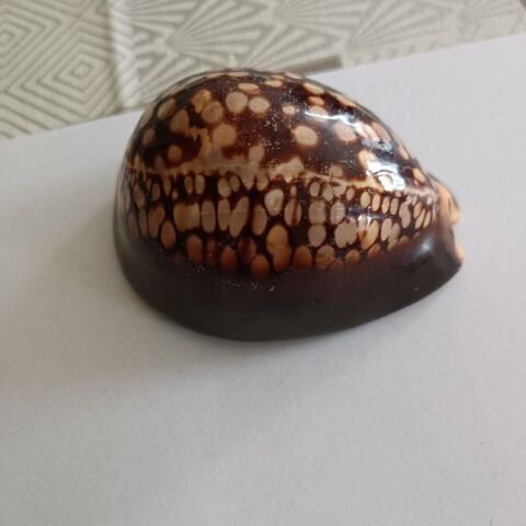 Coquillage de tahiti 10 Bruz (35)