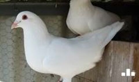   Pigeons Blancs 