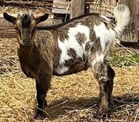   Bouc nain 