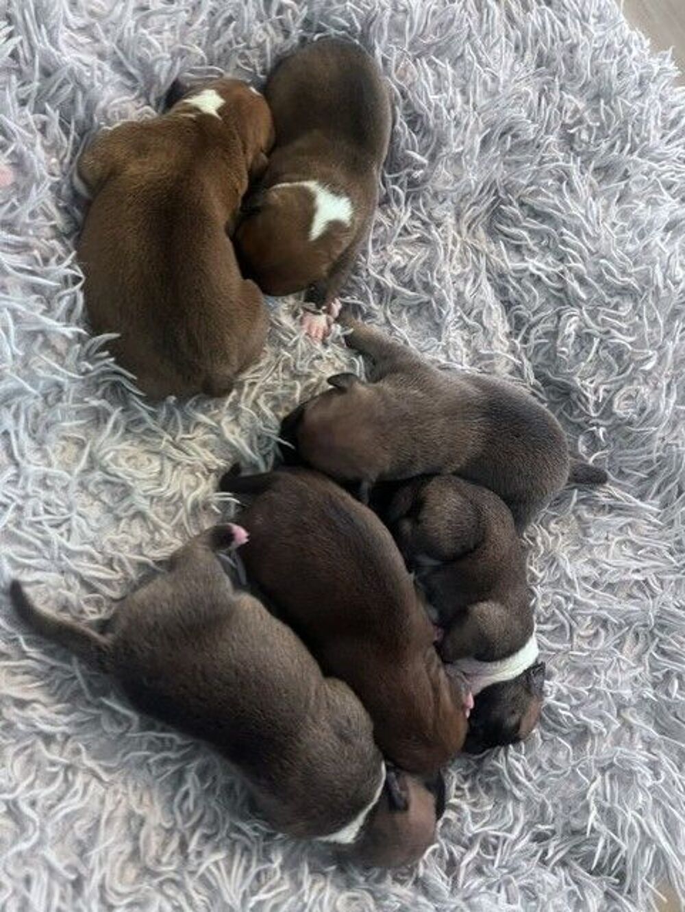   Chiots staffordshire bull terrier 