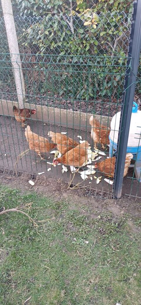 Poules 12 59400 Cambrai