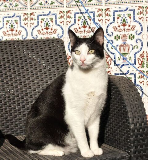 MEDI 230 27620 Gasny