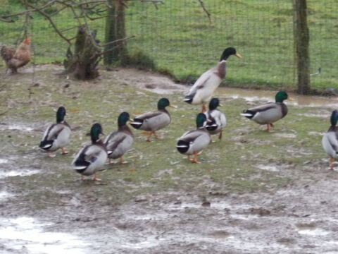 CANARD COLVERT 10 01400 Condeissiat