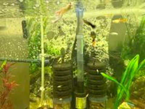   Guppys Platys Mollys  