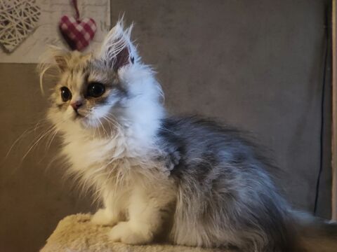 Chaton persan silver LOOF 950 38590 Saint-tienne-de-saint-geoirs