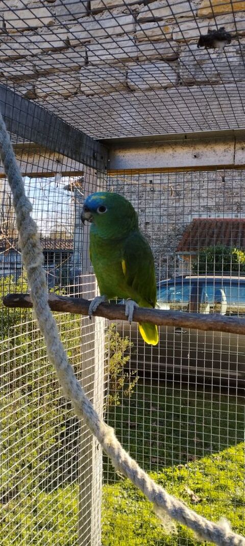 Amazone &agrave; front bleu aestavia 500 16230 Mansle