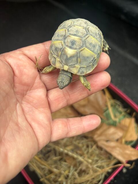 Bonjour  petite Tortues 25 34400 Lunel-viel