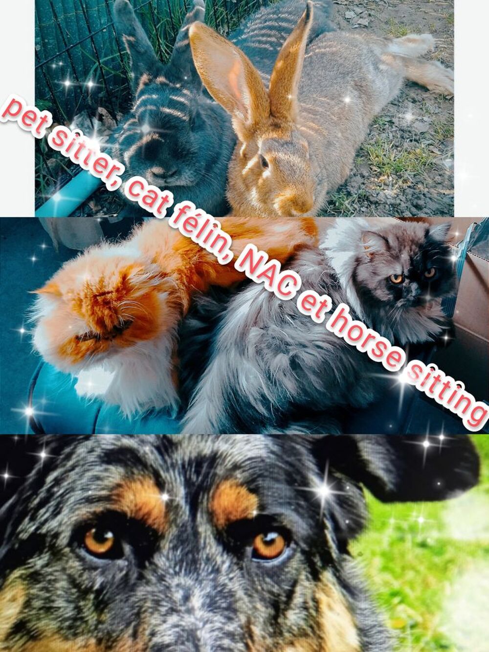   Pet sitter cat sitter horse sitting et NAC  