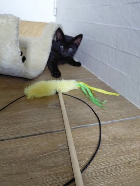 Chat REGLISSE &agrave; l adoption 120 38550 Saint-maurice-l'exil