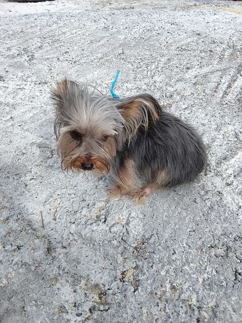 Yorkshire terrier m� �le 500 Martinique (97)