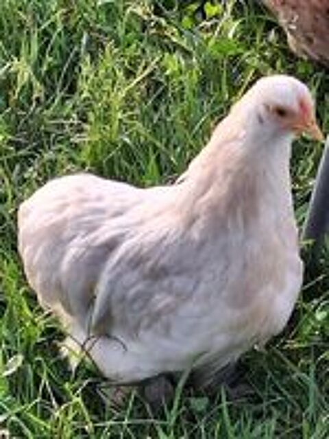   Poule pekin  