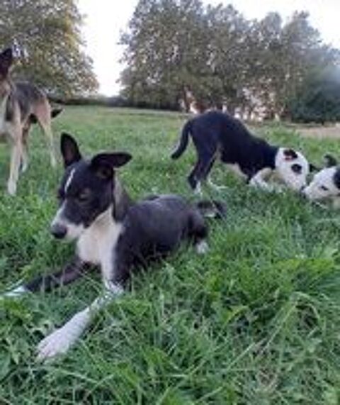   Chiots border collie x ratier 