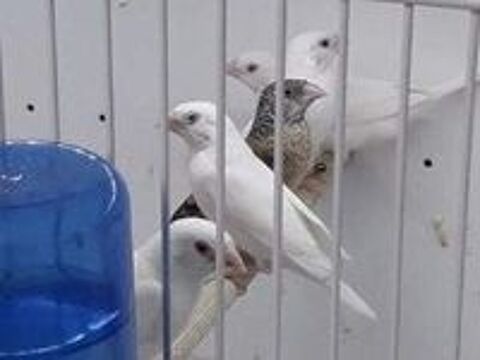   Amadine cou coupé ,Ino,gris et brun gris 
