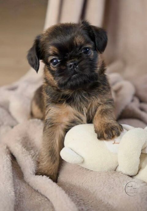 Griffon bruxellois LOF 1800 58000 Nevers