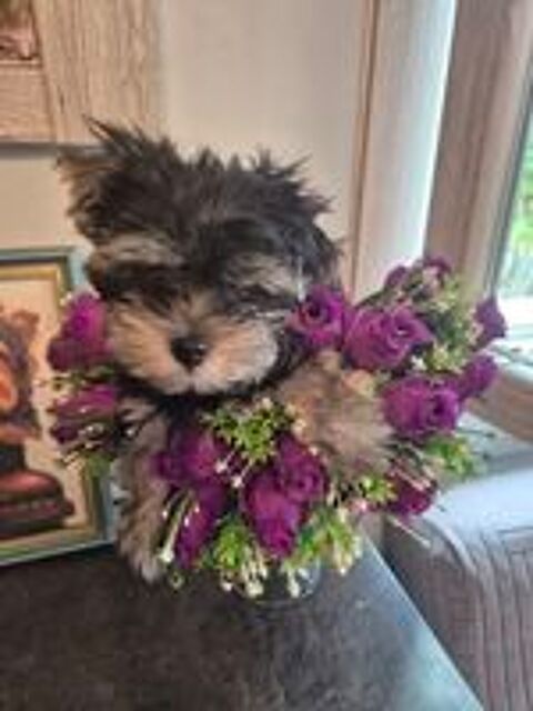   Vend chiot mâle Yorkshire vacc puce 
