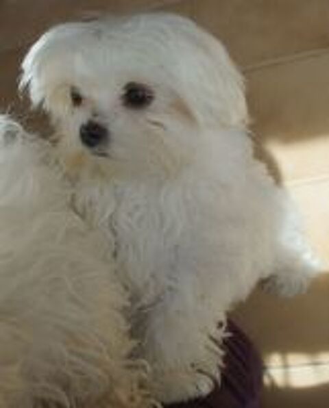   Magnifique femelle bichon maltais miniature 
