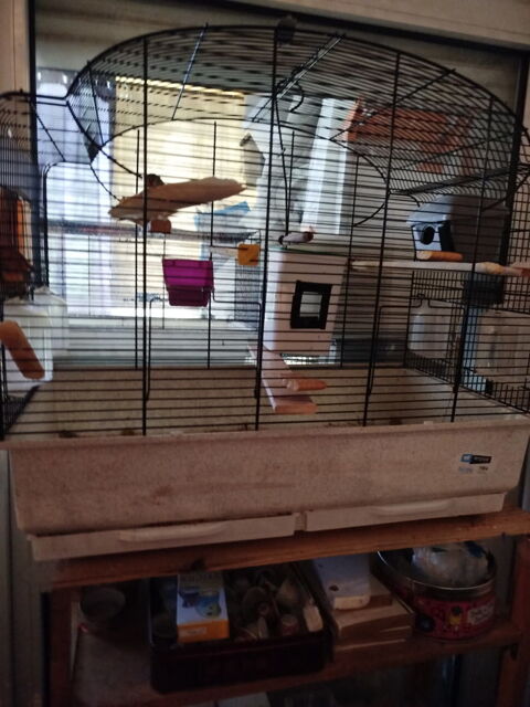 cage avec un coupl&eacute; de mandarins 50 93420 Villepinte