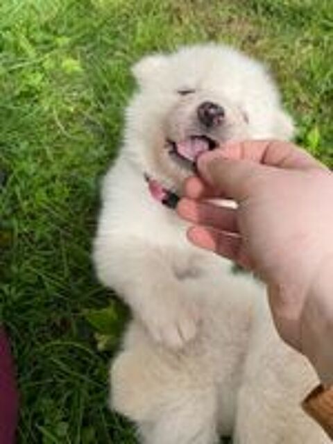   chiot femelle akita inu blanche 