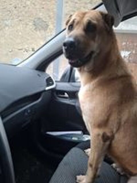   Chien VICKY  l adoption 