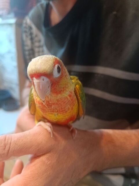 Conures eam 150 03130 Le pin