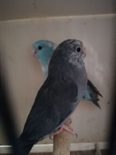 TOUI CELESTE 0 62390 Auxi-le-chteau