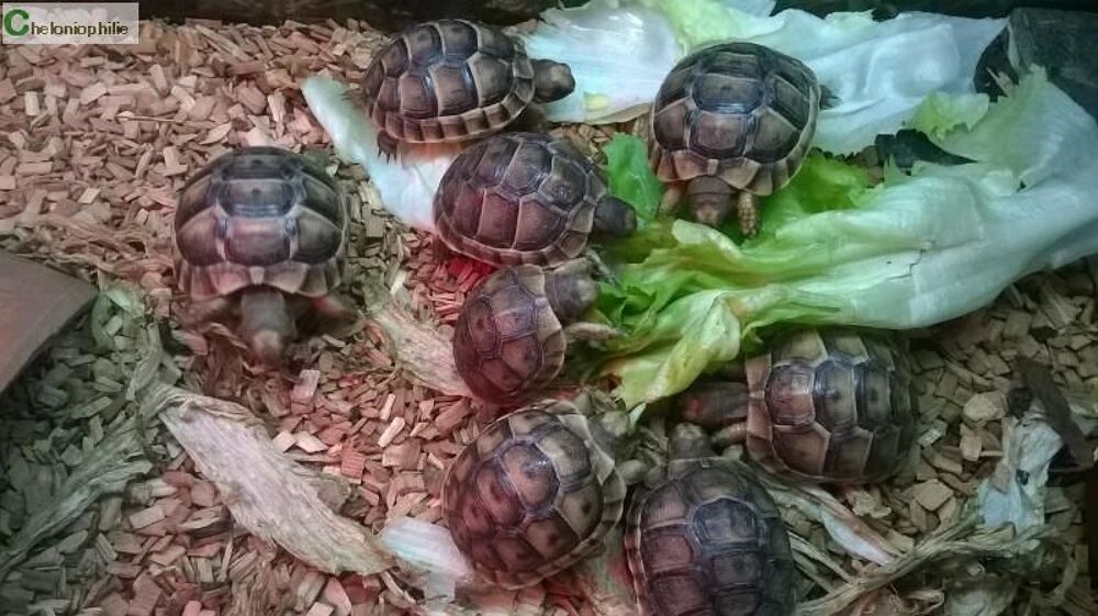   bébés tortues grec 