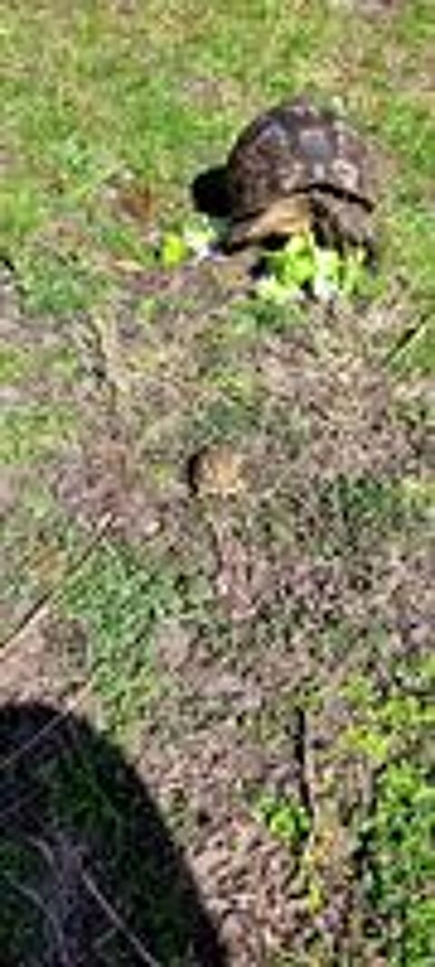   A donner tortue grecque 