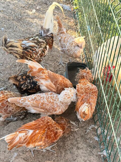 Coq Padoue 10 60380 Morvillers